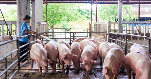 Công ty SHG hoạt động trong lĩnh vực chăn nuôi bị xử phạt 30 triệu đồng