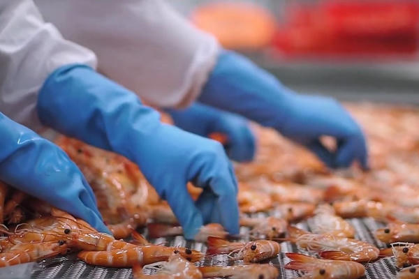 Thị trường EU là điểm tựa tăng trưởng cho ngành tôm Việt giữa bối cảnh biến động thuế quan