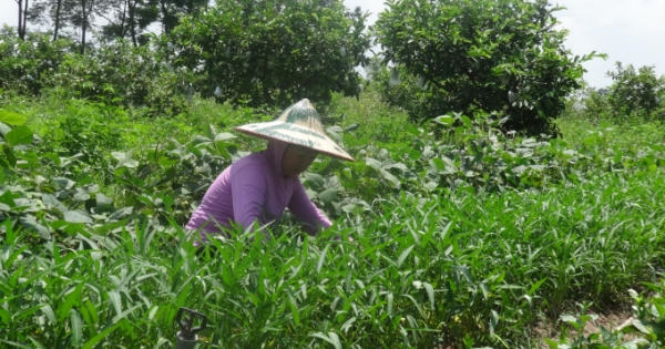 Chuyện cô cử nhân bỏ về làm… “nông dân”