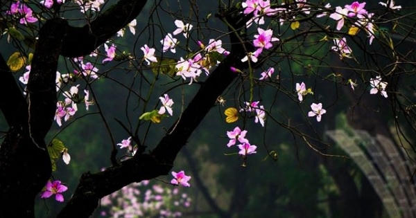 "Say" trước vẻ đẹp của hoa Ban Tây Bắc giữa lòng Hà Nội