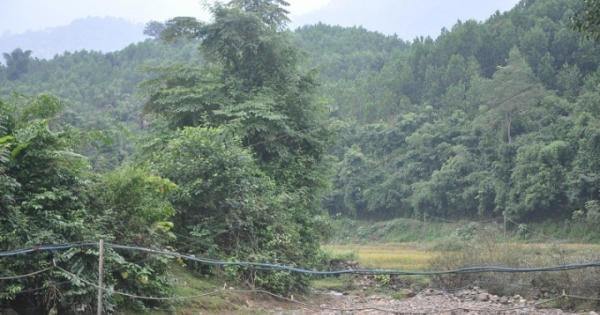Thanh Hóa xử phạt 87 vụ việc về lâm sản trái phép