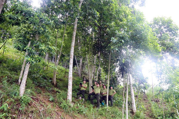 Lào Cai phê duyệt hỗ trợ trồng rừng sản xuất loài cây gỗ lớn