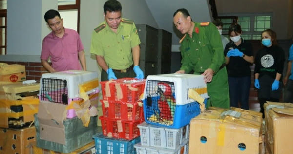 Tạm giữ 2 xe ô tô, 1.818 cá thể động vật hoang dã các loại