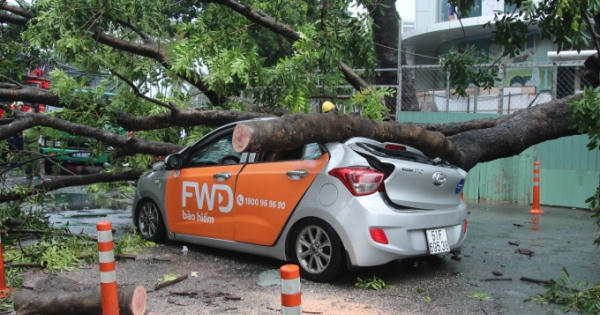 Uber car biến dạng dưới thân cây cổ thụ, nữ hành khách nhập viện