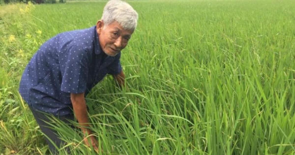 Người nâng tầm giống lúa tím vùng biên giới Tân Hồng