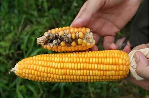 Những hiểu lầm về thực phẩm biến đổi gen Những hiểu lầm về thực phẩm biến đổi gen