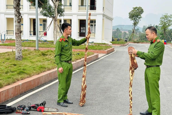 Khởi tố 2 đối tượng trộm 6 cây gỗ sưa