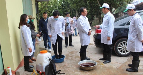 Dịch tả lợn Châu Phi "đổ bộ" Thái Nguyên