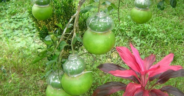 Độc đáo tạo hình trái cây ngày Tết