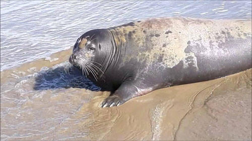 Quyết tâm tìm bằng được kẻ đánh chết hải cẩu để rửa tiếng xấu cho thị trấn