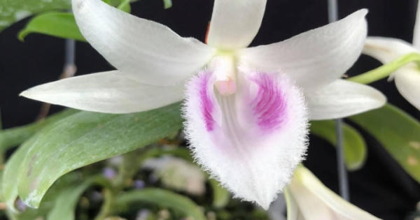 'Vỡ trận' lan đột biến?