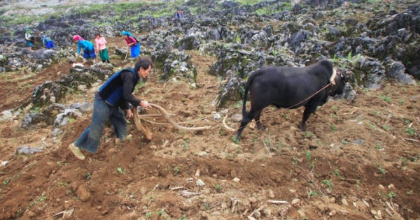 Tuyệt kỹ tri thức canh tác hốc đá trên cao nguyên đá Tuyệt kỹ tri thức canh tác hốc đá trên cao nguyên đá