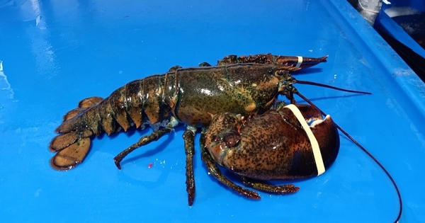 Đổ xô đi mua tôm hùm Alaska 170 nghìn đồng/kg, dân tình "ngã ngửa"