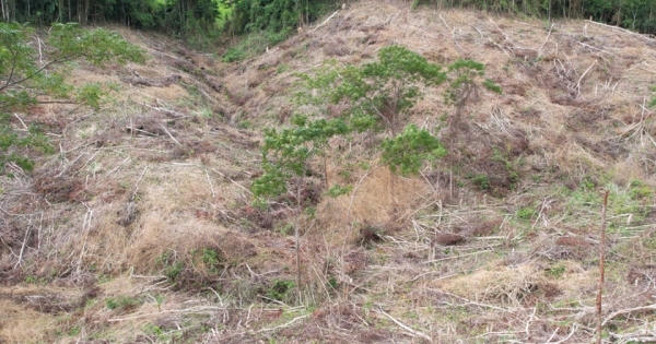Gia Lai: Khởi tố, bắt tạm giam đối tượng 'Hủy hoại rừng' ở Kông Chro