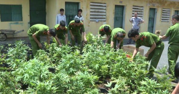 Thuê 2,8ha trang trại để trồng gần 900 cây cần sa