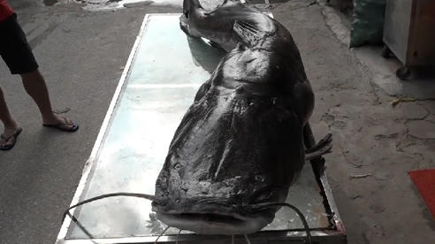 Cá lăng hơn 100 kg xuất hiện ở Hà Nội