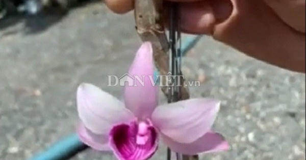 Chậu lan Giả hạc Ma Bó đột biến bán giá 5 tỷ đồng