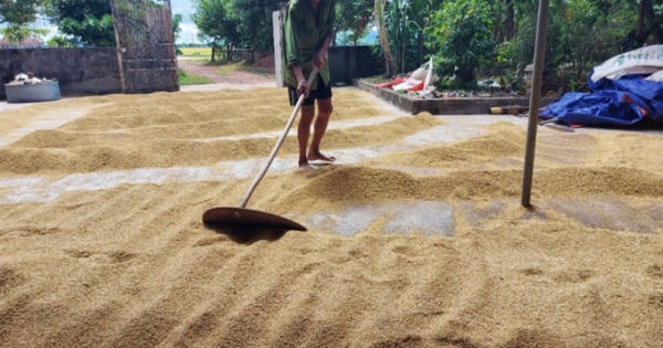 Giá thấp, nhiều nông dân tích trữ lúa chờ lên cao mới bán