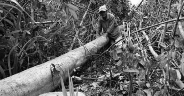 Phú Yên: Ai chỉ đạo đốn rừng phòng hộ để nuôi bò?