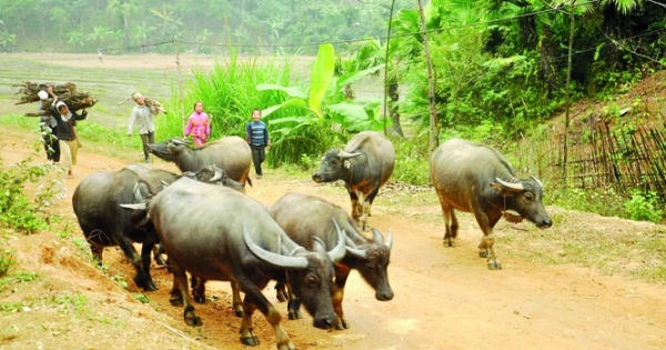 Mùa săn 'ngưu chiến'