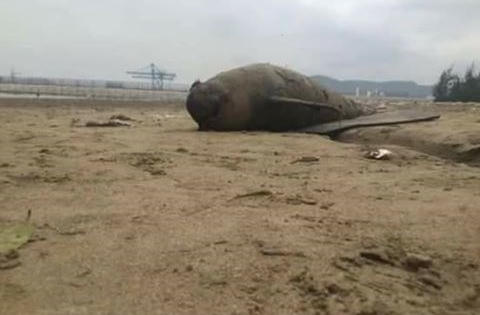 Thanh Hóa: Chôn cất 2 xác cá heo tại bờ biển Tĩnh Gia