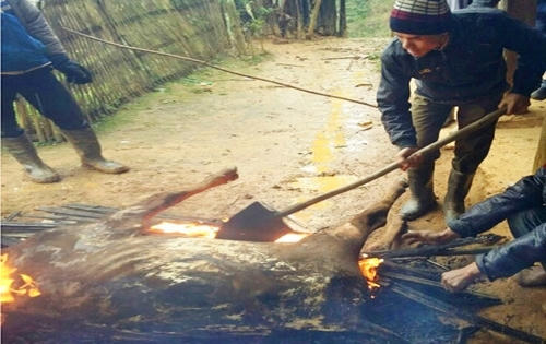 Thanh Hóa: 127 con trâu, bò của bà con bị chết do trời quá rét