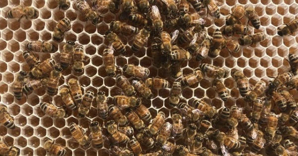 Ong làm mật như thế nào?