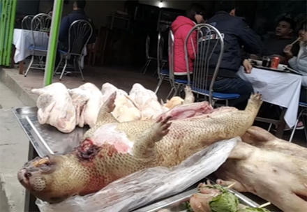 Ngang nhiên buôn bán thú rừng quý hiếm, “khoe” săn ở VQG Tam Đảo Ngang nhiên buôn bán thú rừng quý hiếm, “khoe” săn ở VQG Tam Đảo