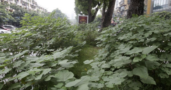 Hà Nội: Cây dại mọc như ở bãi hoang giữa phố Giảng Võ