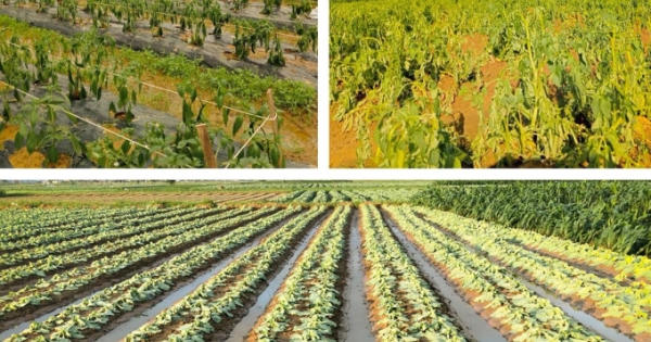 Hết mưa lớn đến nắng gắt, nông dân Nghệ An thiệt hại tiền tỷ