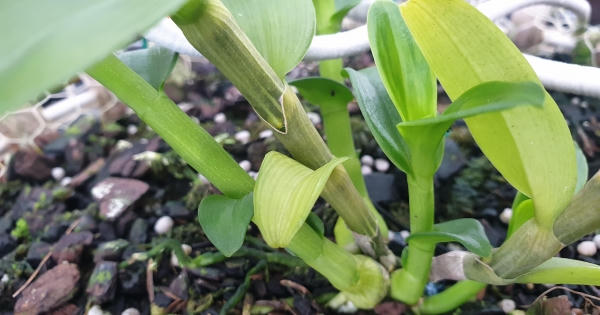 Mua bán loài cây có giá trăm tỷ, Tổng Cục thuế nói gì?