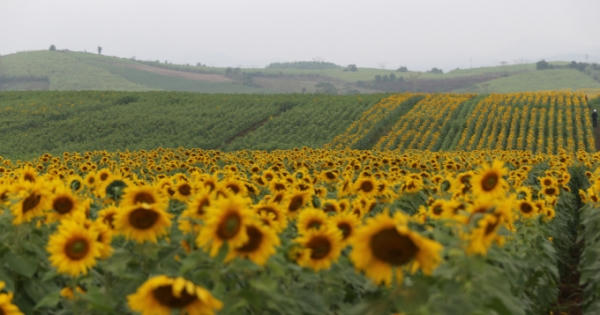 Chùm ảnh cảnh sắc bốn mùa trên những cánh đồng châu Âu giữa lòng xứ Nghệ Chùm ảnh cảnh sắc bốn mùa trên những cánh đồng châu Âu giữa lòng xứ Nghệ