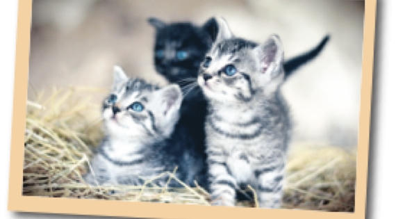 Xuân Quý Mão tản mạn về Mèo