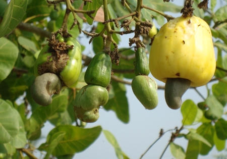 Bình Phước: Nông dân trồng điều gặp khó vì mất mùa