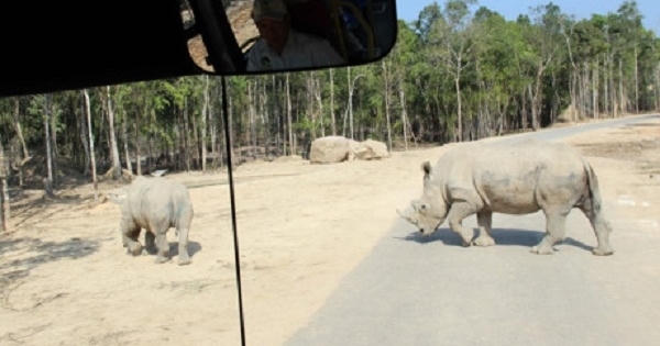 Safari Phú Quốc 'chưa được cấp phép nhập khẩu tê giác'