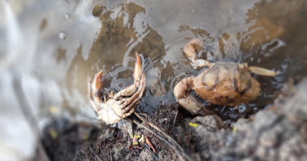 Đã tìm ra nguyên nhân cua biển Cà Mau chết trên diện rộng