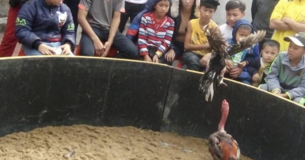 Năm con gà, độc đáo hội chọi gà