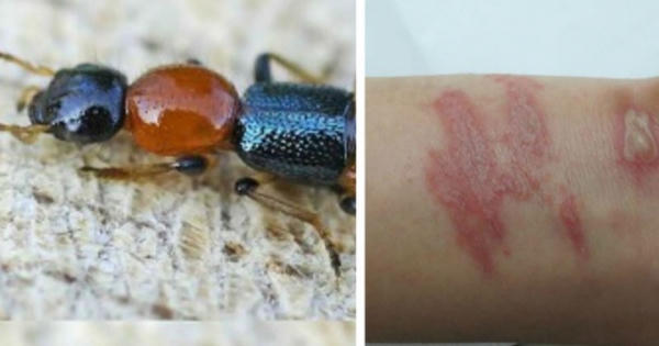 Cẩn thận kiến ba khoang khi mùa mưa đến Cẩn thận kiến ba khoang khi mùa mưa đến