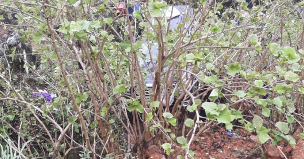 Người đàn ông mất tích vì bị ôtô lùi tông trúng khi chụp ảnh trên đèo Mã Pì Lèng