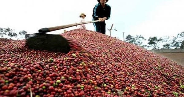 Cà phê Việt rớt giá thê thảm
