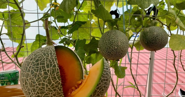 "Hô biến" biến sân thượng 30m2 thành khu giải trí cho gia đình giữa mùa dịch