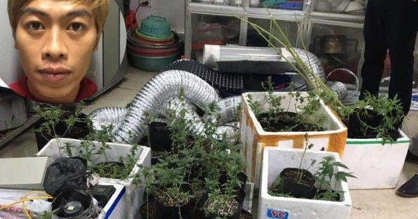 Thanh niên Mường La xuống Hà Nội thuê nhà trọ, trồng cần sa bán kiếm lời