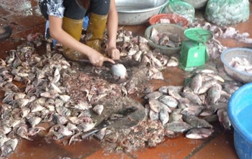 Cá ươn ‘núp bóng’ món ăn đặc sản