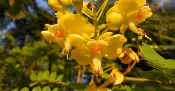 Hỗn hợp hoạt chất kháng viêm từ cây Tô mộc