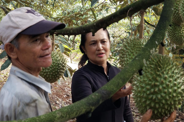 Nông dân tự ghép sầu riêng 3 gốc 1 thân, năng suất cao, chất lượng ổn định