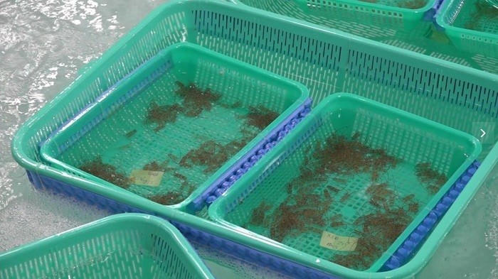 Gần 850.000 con tôm hùm giống không rõ nguồn gốc bị tiêu hủy Gần 850.000 con tôm hùm giống không rõ nguồn gốc bị tiêu hủy