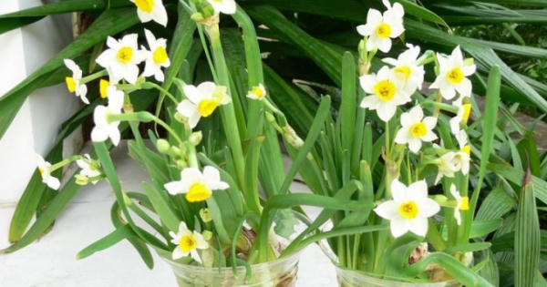 Thú chơi hoa thủy tiên ngày Tết