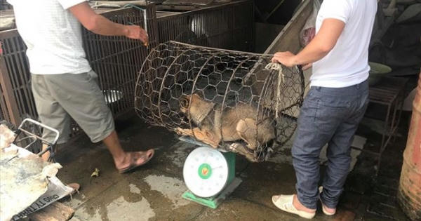 'Phố thịt chó' lụi tàn