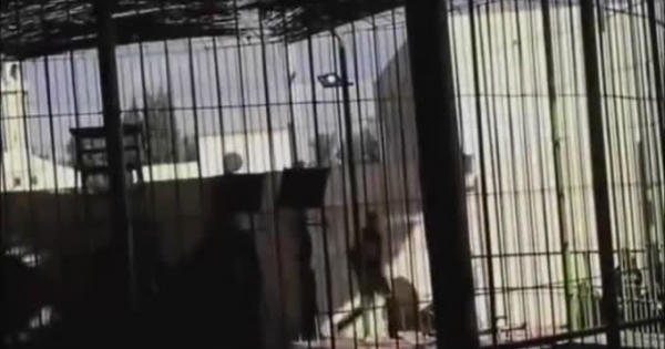 [Clip]: Sư tử vồ chết người trong buổi biểu diễn