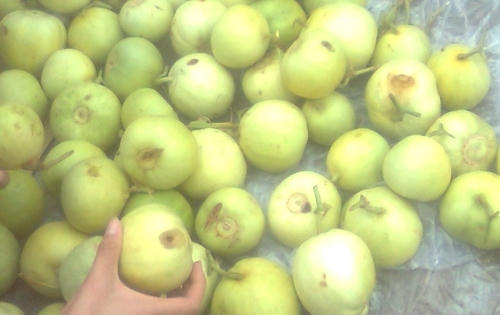 Độc hại…dưa lê ‘ngậm’ hóa chất